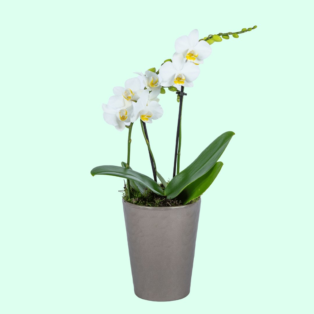 Luxury Orchid - plant
